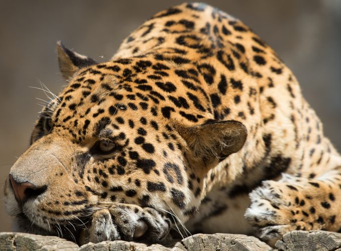 Wallpaper jaguar, look, cute animals, Animals 22138902